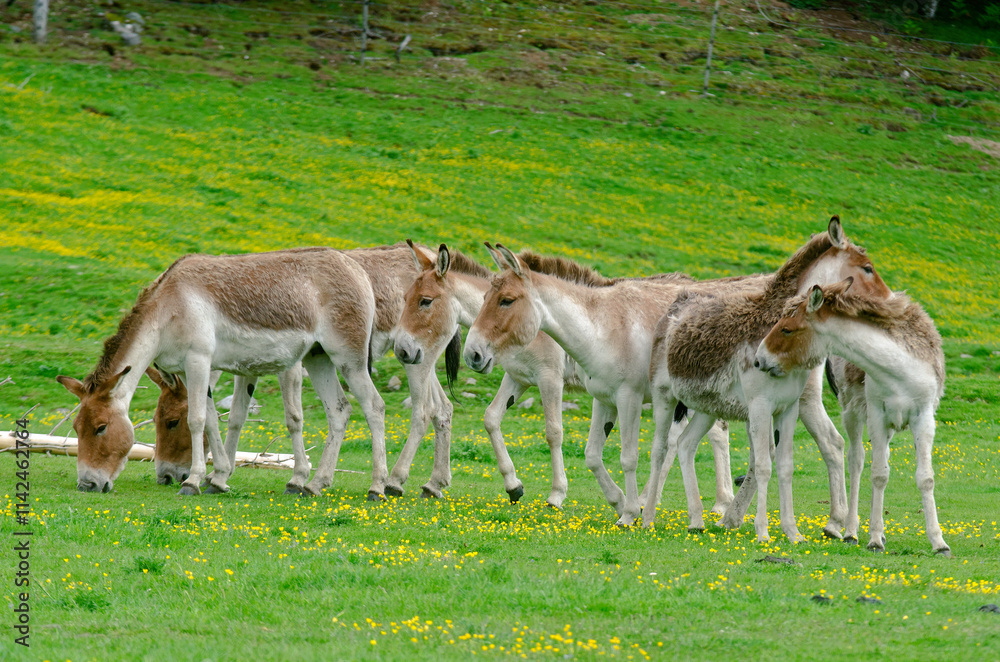 ane sauvage, onagre, equus onager ane sauvage, onagre, equus onager