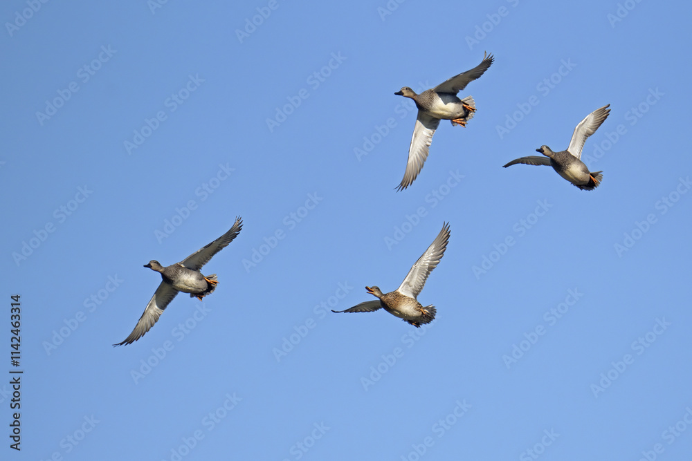 Obraz premium gadwalls in flight in a sunny day