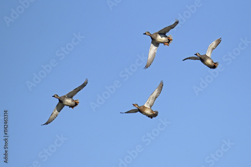 gadwalls in flight in a sunny day