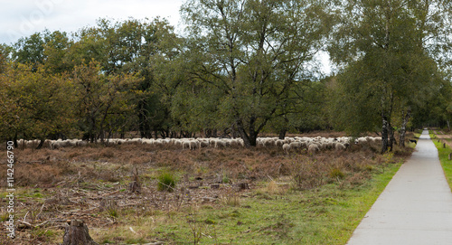 Shepard with flock of sheep grazing
