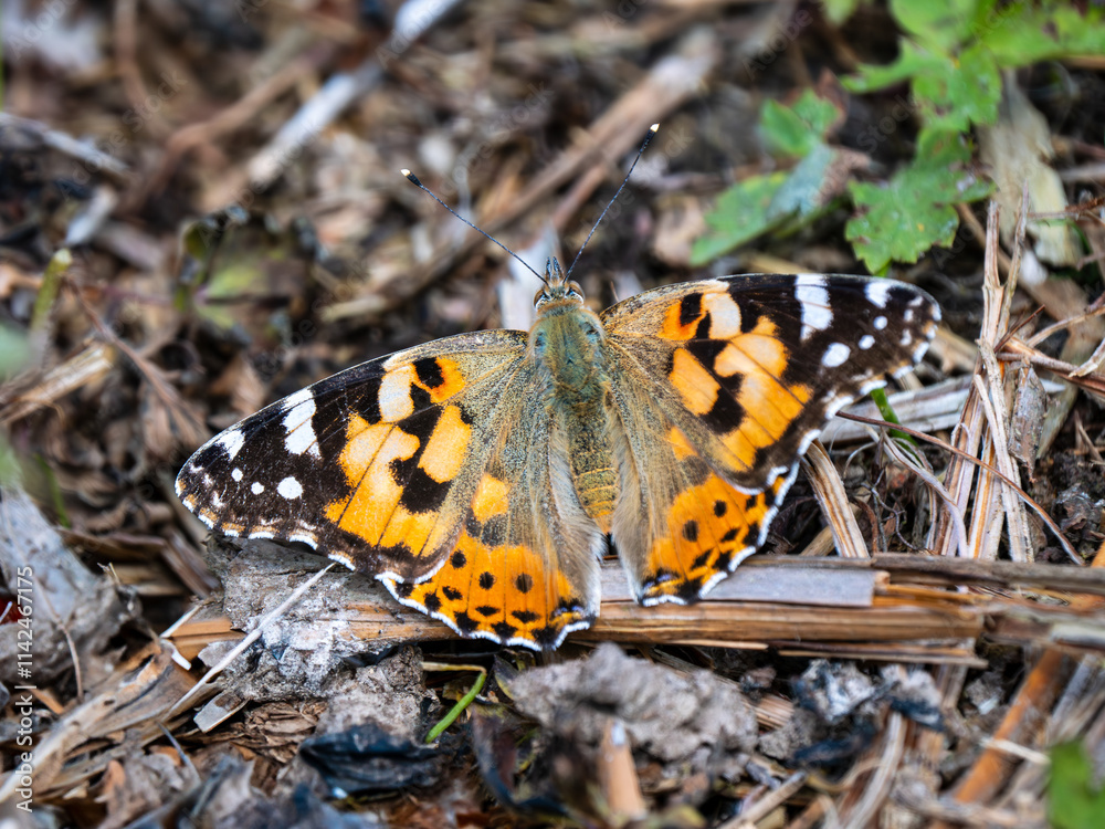 Painted Lady Butterfly Resting Wings Open Painted Lady Butterfly Resting Wings Open