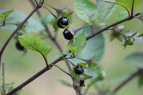 Atropa belladonna. Fruits of belladonna, banewort or deadly nightshade.