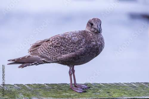 Close-Up of a Seagull Perched on a Wooden Plank by the Water photo