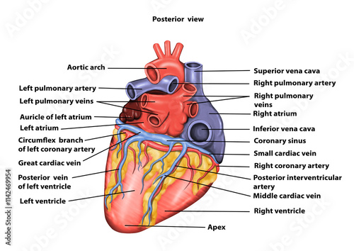 Anterior view Heart Anatomy medical illustration  photo