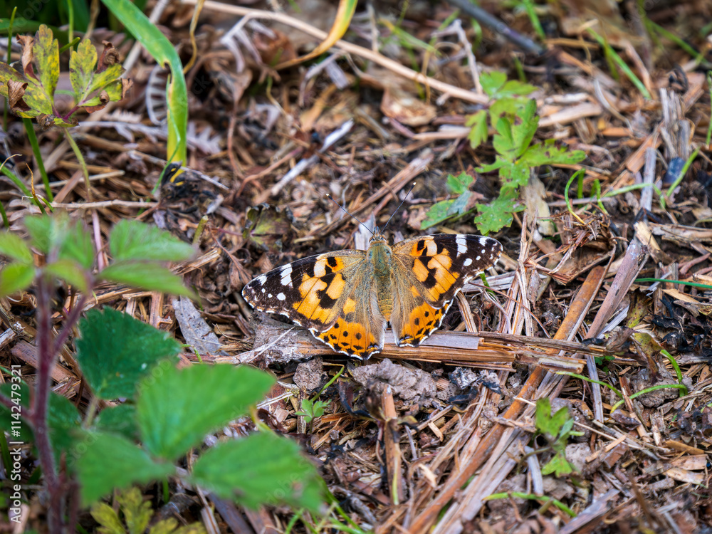 Painted Lady Butterfly Resting Wings Open Painted Lady Butterfly Resting Wings Open