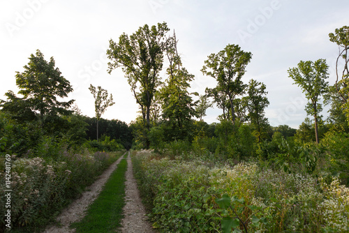 Romania Snagov forest view on a cloudy summer day photo