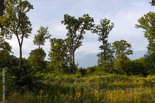 Romania Snagov forest view on a cloudy summer day photo