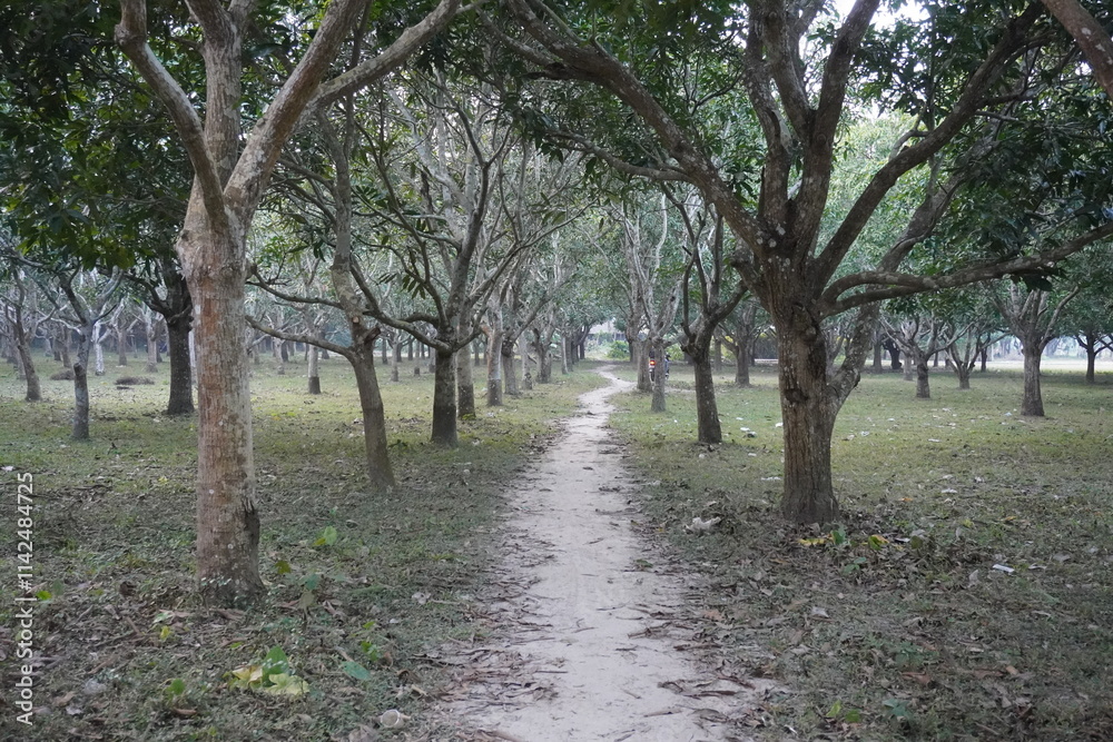 A pathway has been made in between the mango trees in the garden A pathway has been made in between the mango trees in the garden
