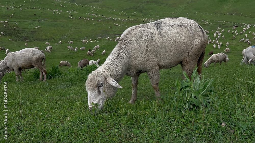 Fototapeta premium Sheep Grazing Among Vibrant Fruits and Vegetables . Tourist Destination