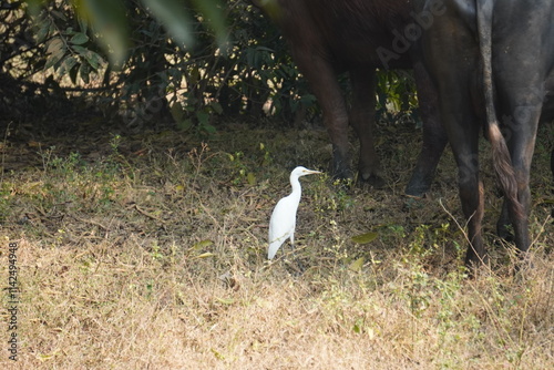 egret or bagula and buffalo . Egrets are a type of heron, which are long-legged, long-necked birds that live in freshwater and coastal areas and roaming with buffalo photo