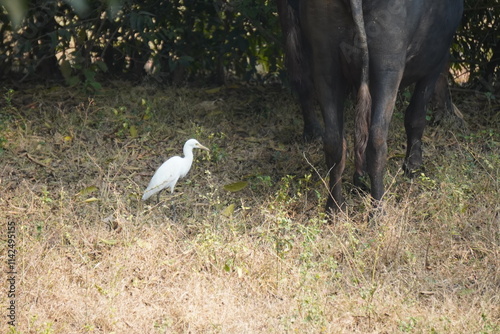 egret or bagula and buffalo . Egrets are a type of heron, which are long-legged, long-necked birds that live in freshwater and coastal areas and roaming with buffalo photo