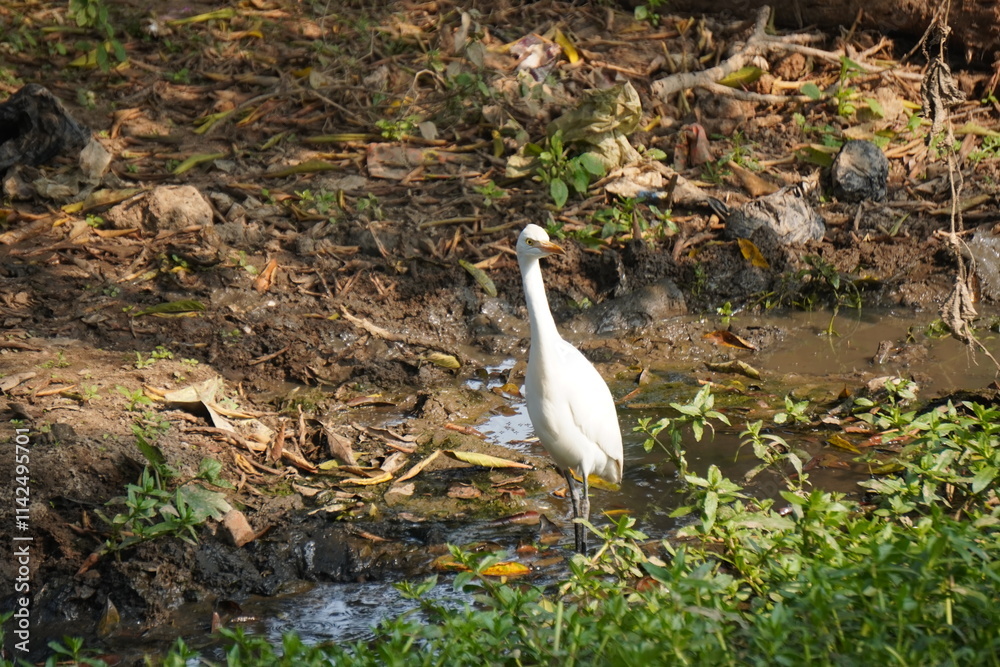 Obraz premium egret or bagula and buffalo . Egrets are a type of heron, which are long-legged, long-necked birds that live in freshwater and coastal areas and roaming with buffalo