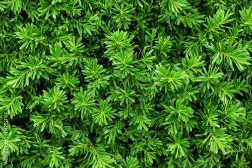 Dense Green Foliage of Needle-like Leaves Creating a Lush Natural Background for Textures, Patterns, and Nature-themed Designs in Various Projects