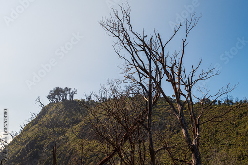 Dry Trees Standing Against a Sunny Hillside