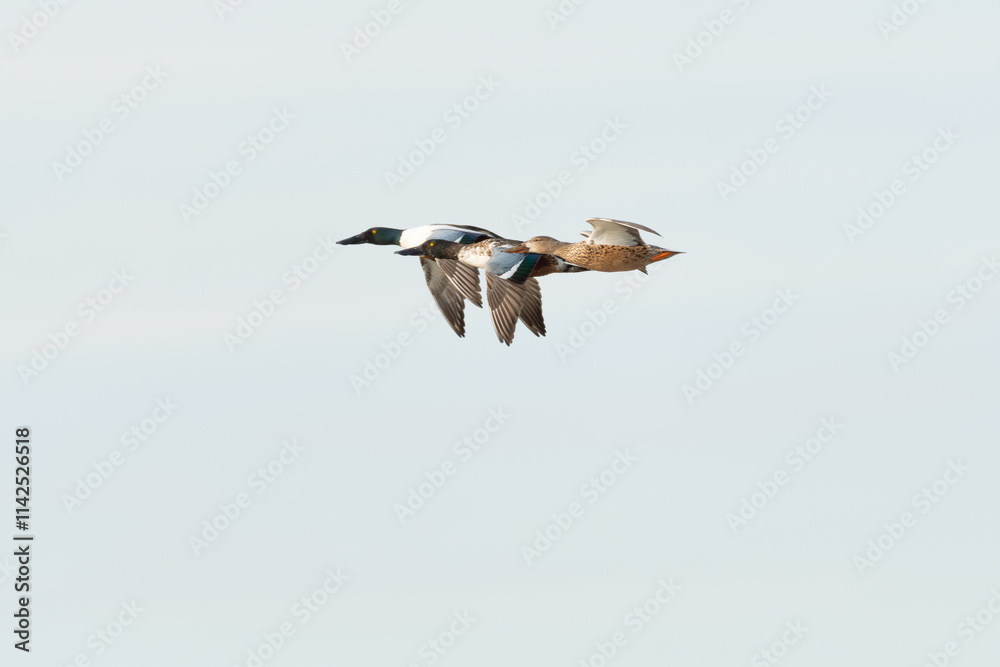 Obraz premium pato cuchara volando