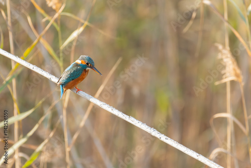 Martín pescador photo