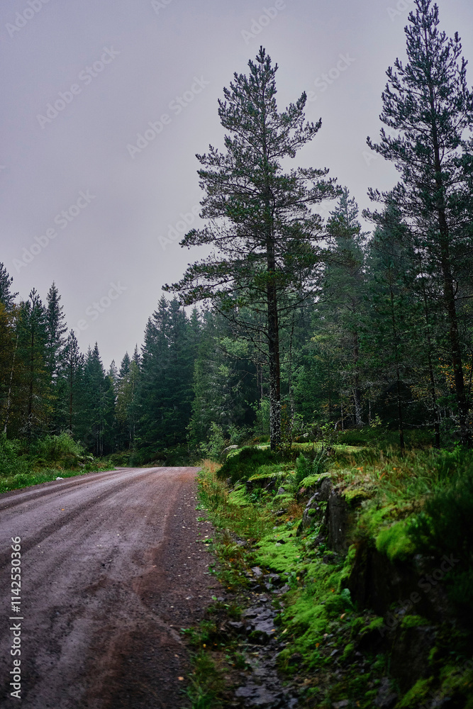 a dirt road in the forest on a rainy foggy day in norway a dirt road in the forest on a rainy foggy day in norway