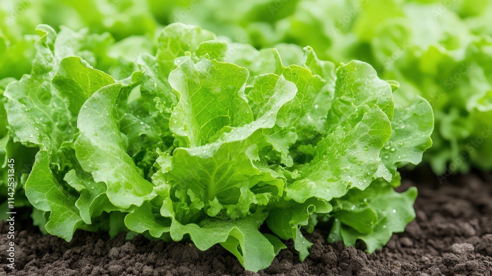 A bunch of green lettuce leaves are growing in the dirt A bunch of green lettuce leaves are growing in the dirt