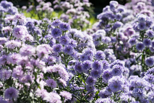 Beautiful Tartarian aster (Aster tataricus) flowers. photo