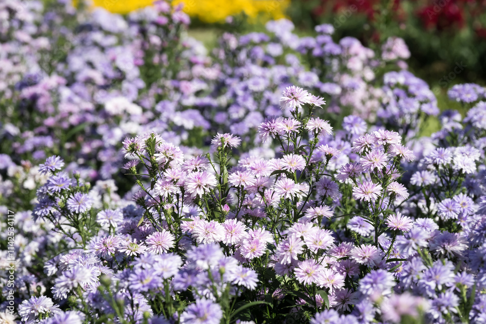 Beautiful Tartarian aster (Aster tataricus) flowers. Beautiful Tartarian aster (Aster tataricus) flowers.