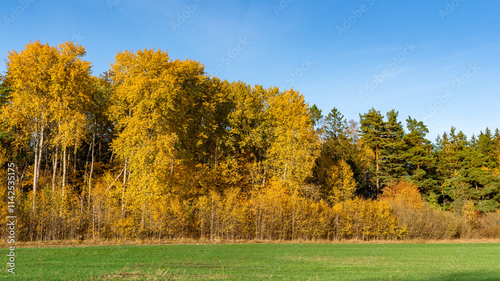 Panorama of autumn trees of bright yellow orange gold colors. Fall season background. Rows of beautiful trees grow at the edge of the green fields. Autumn view of colorful forest trees crowns foliage. Panorama of autumn trees of bright yellow orange gold colors. Fall season background. Rows of beautiful trees grow at the edge of the green fields. Autumn view of colorful forest trees crowns foliage.