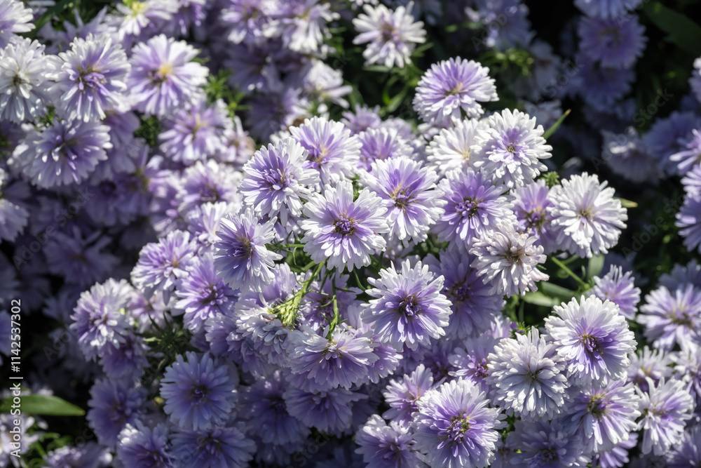 Beautiful Tartarian aster (Aster tataricus) flowers. Beautiful Tartarian aster (Aster tataricus) flowers.