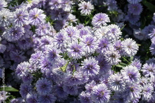 Beautiful Tartarian aster (Aster tataricus) flowers.