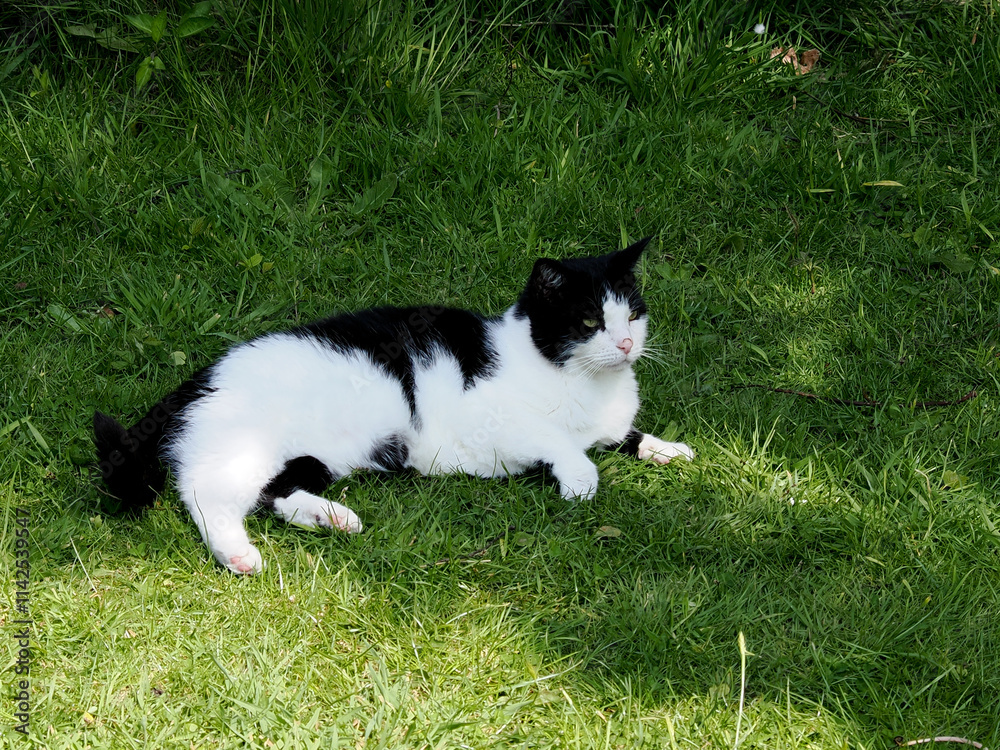 A white and black cat lying on the grass in the shade A white and black cat lying on the grass in the shade