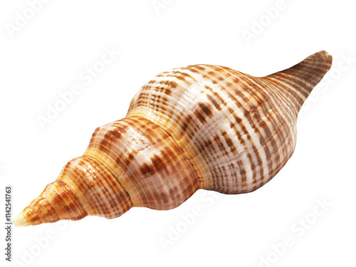 Sea shell isolated on white
