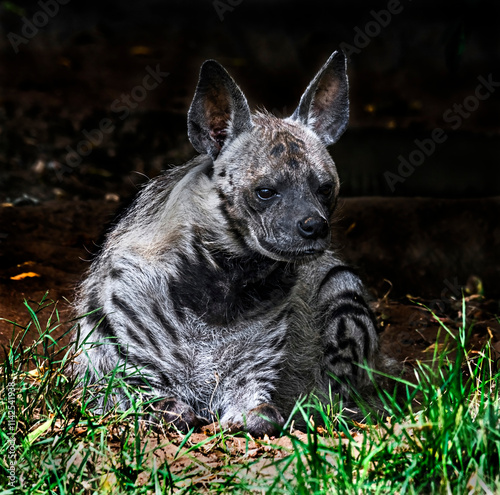 Striped hyena on the ground. Latin name - Hyaena hyaena	
