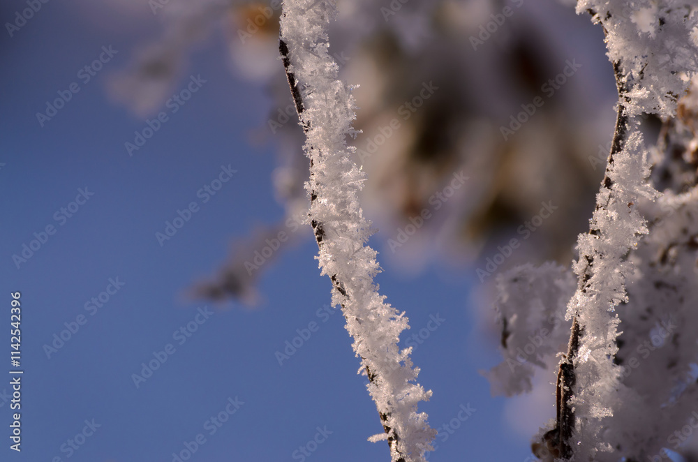 Naklejka premium straight branches with white frost on a blurred background of blue sky and bush