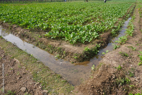 Water is going towards the agricultural field through the narrow drain