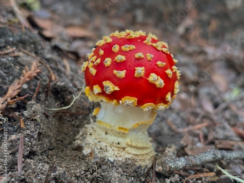 fly agaric mushroom photo