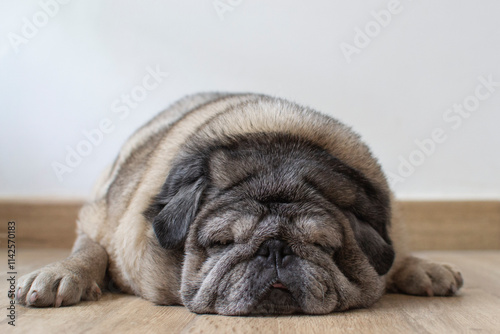 Fotografie Chubby old pug dog sleeping on the living room floor of a house