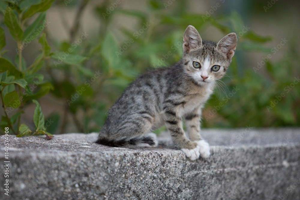 A stray kitten on the street in summer, looking curious and vulnerable. Warm sunlight highlights its tiny figure, evoking emotions of innocence, loneliness, and hope for a loving home.
A stray kitten on the street in summer, looking curious and vulnerable. Warm sunlight highlights its tiny figure, evoking emotions of innocence, loneliness, and hope for a loving home.