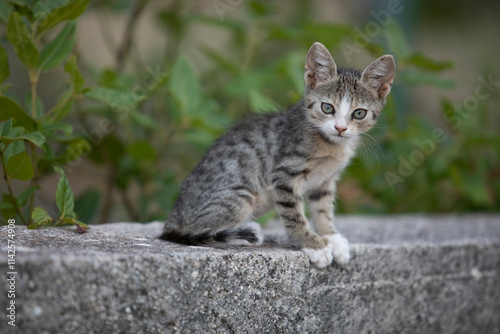 A stray kitten on the street in summer, looking curious and vulnerable. Warm sunlight highlights its tiny figure, evoking emotions of innocence, loneliness, and hope for a loving home.

