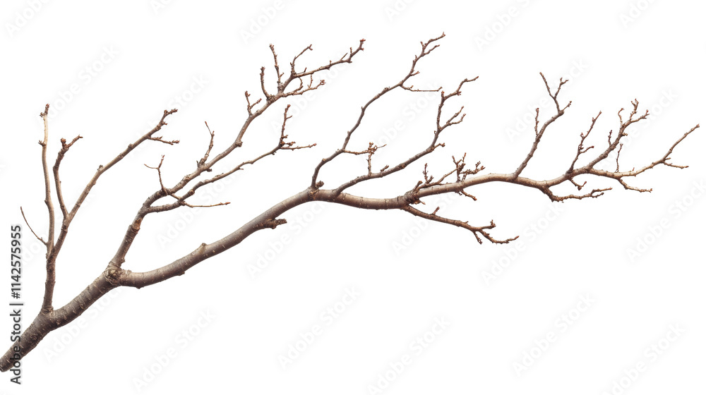 Tree branch without leaves, transparent background Tree branch without leaves, transparent background