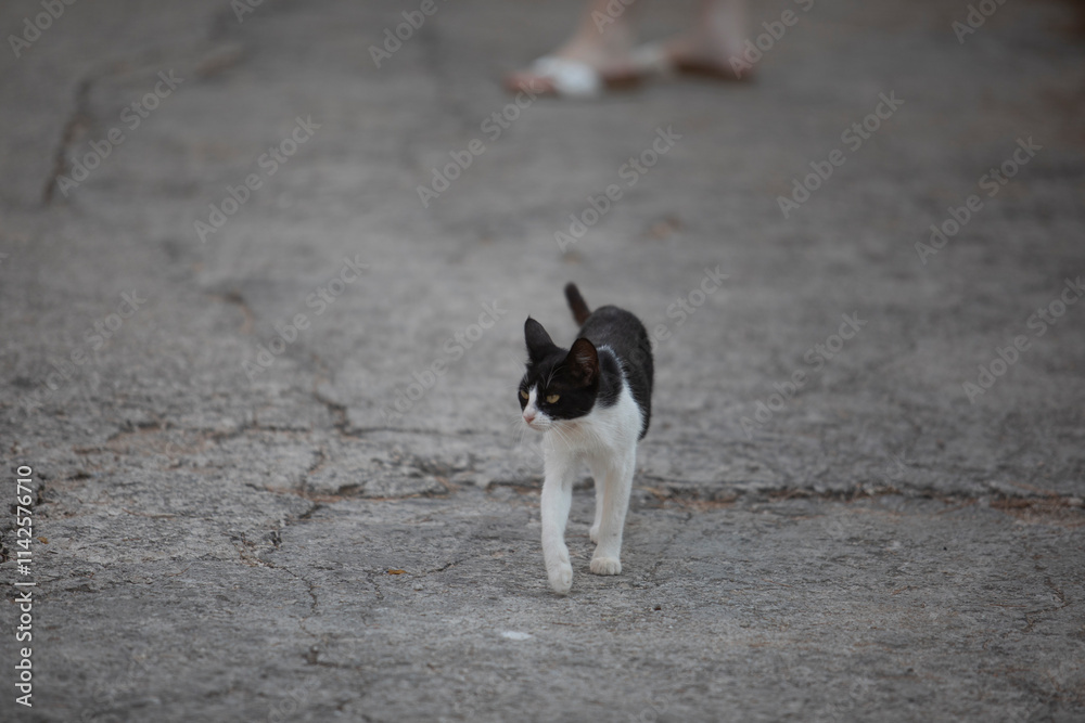 Stray cats resting and wandering in an urban setting during summer, surrounded by warm sunlight and city elements. A scene highlighting urban wildlife and feline resilience. Stray cats resting and wandering in an urban setting during summer, surrounded by warm sunlight and city elements. A scene highlighting urban wildlife and feline resilience.