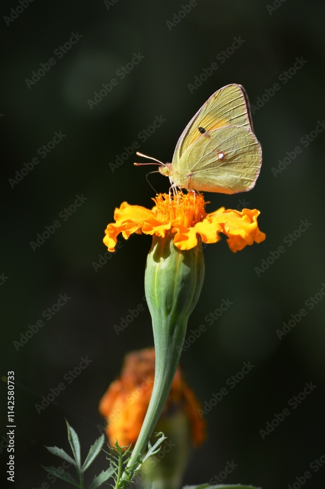 Fototapeta premium yellow butterfly on an orange flower