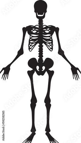 human skeleton isolated on black