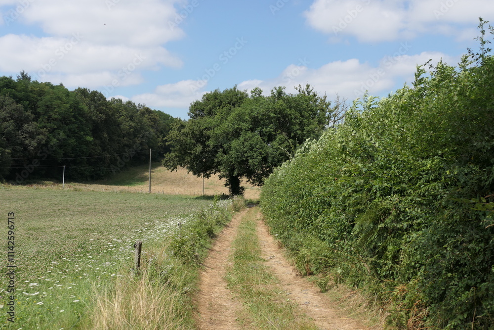 An open road winds through lush green fields and trees, beneath a vibrant blue rural sky. An open road winds through lush green fields and trees, beneath a vibrant blue rural sky.