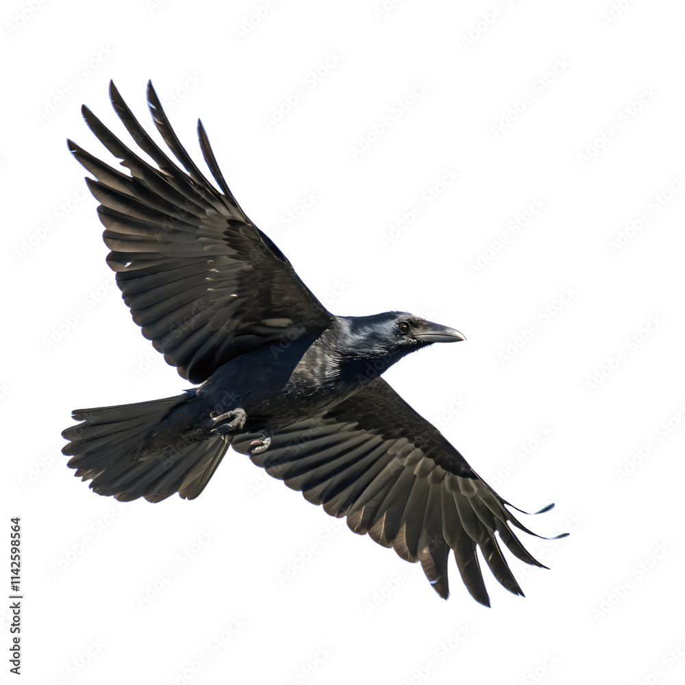 Black Bird in Flight isolated on transparent background cutout, Png, Cutout Black Bird in Flight isolated on transparent background cutout, Png, Cutout