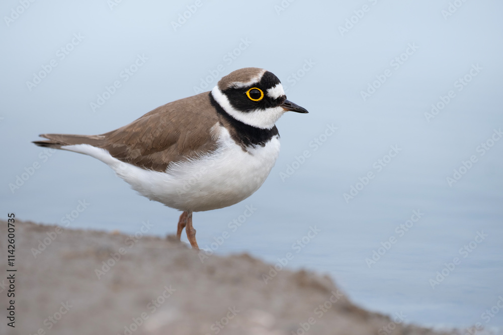 Little ringed plover, Charadrius dubius in the water