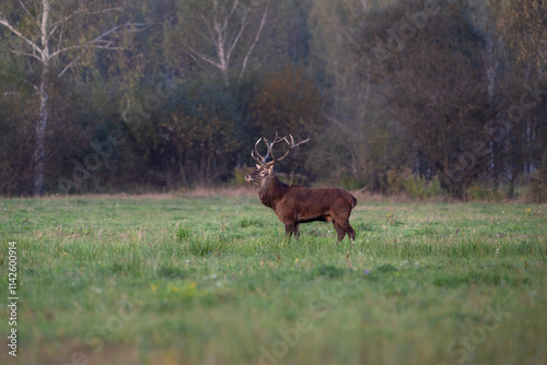 Red deer stands on the fringe of the forest, Cervus elaphus