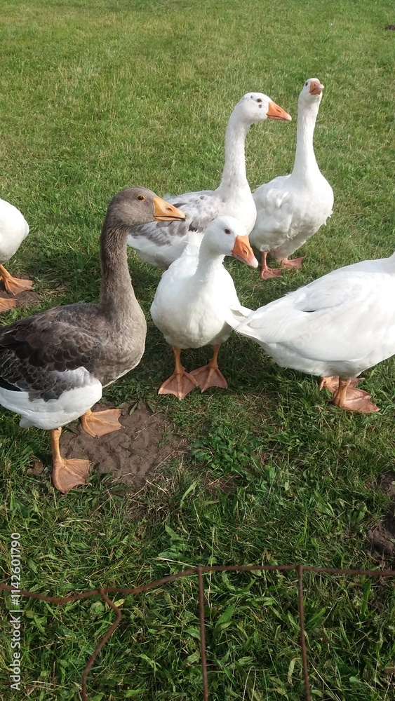 A large group of geese is foraging for food in a beautifully lush and green field A large group of geese is foraging for food in a beautifully lush and green field