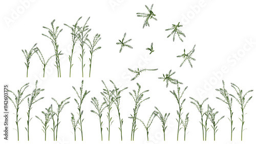 Wallpaper Mural field grass isolated on transparant background. 3d illustration Torontodigital.ca