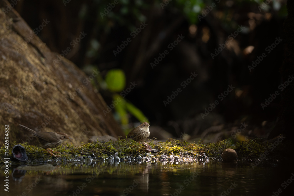 A puff throated babbler near pong waiting for a bath in the jungle of tahmini ghat in Maharastra in India A puff throated babbler near pong waiting for a bath in the jungle of tahmini ghat in Maharastra in India