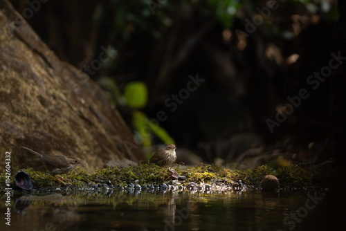 Photography A puff throated babbler near pong waiting for a bath in the jungle of tahmini gh