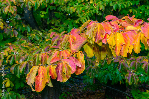 Parrotia persica - a branch of a tree in autumn with beautiful red-yellow leaves on a background of a blue sky photo