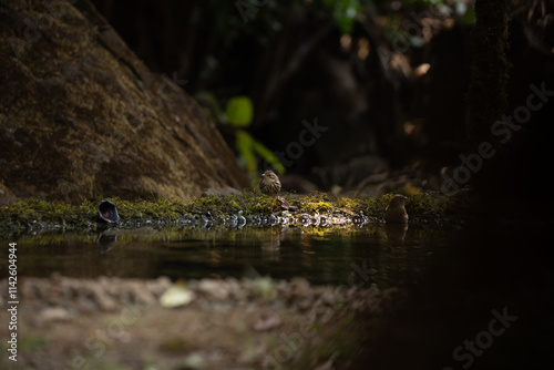 A puff throated babbler near pong waiting for a bath in the jungle of tahmini ghat in Maharastra in India photo